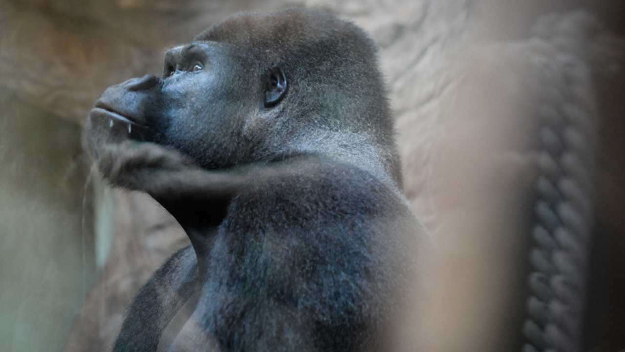 a gorilla looking to the left